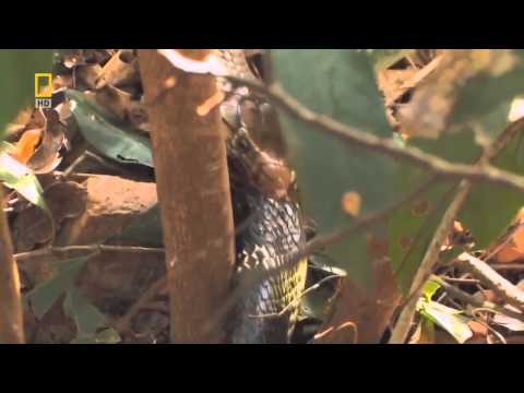 ثعبان غيور ينتقم بوحشية من أنثى تزوجت بآخر