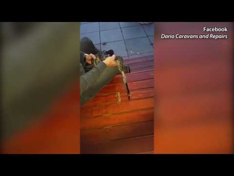 ثعبان يتناول أغرب شيء يمكن مشاهدته