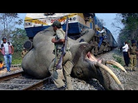 أغرب حوادث الحيوانات