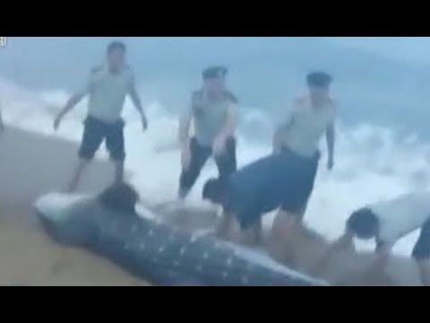 لحظة إنقاذ سمكة قرش وإعادتها إلى المياه