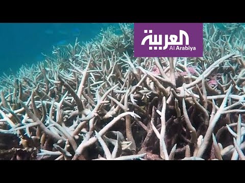 خبراء يقدرون قيمة الحاجز المرجاني في أستراليا بعشرات المليارات
