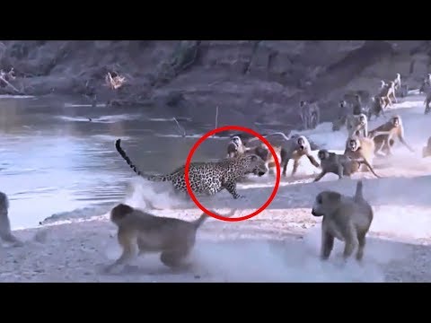 5 لحظات لو لم تُسجّل لم يكن ليصدّقها أحد