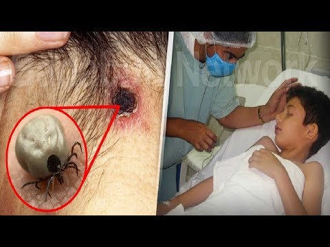 أسباب عدم النوم مع الحيوان الأليف