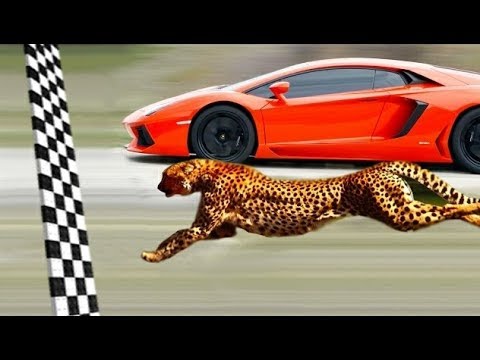 شاهد أسرع حيوانات على وجه الأرض سرعاتها لاتصدق