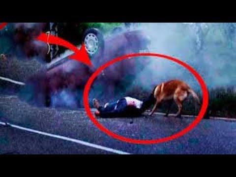 مشاهد عجيبة لـ 5 حيوانات أليفة أنقذت حياة أصحابها