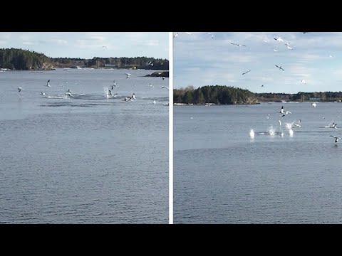 شاهد أسراب الطيور تقفز في المياه على طريقة السباحين