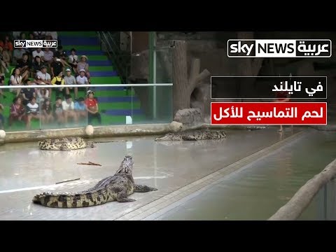شاهد التمساح أصبح للأكل هل تفكر في تجرية طعمه يوماًم