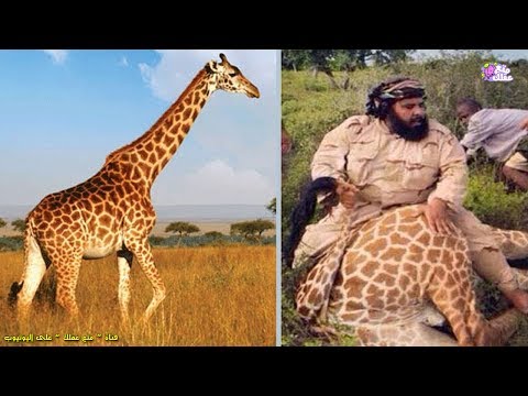 شاهد سعودي يأكل زرافة يرد على منتقديه الفيل الصغير هدفه القادم