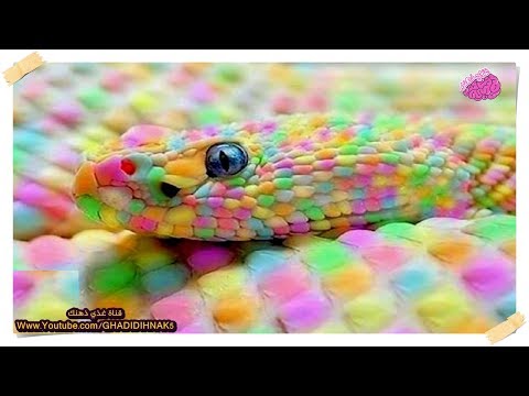 شاهد 10 مخلوقات غريبة لم يعرف الكثيرون بوجودها