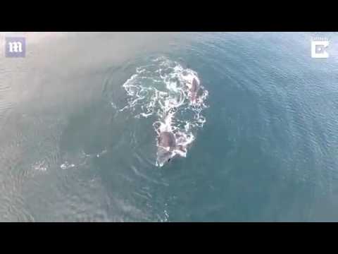 شاهد حيتان ضخمة تلهو على بعد خطوات من قوارب