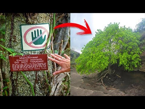 الشجرة يمكنها قتلك عند إقترابك منها