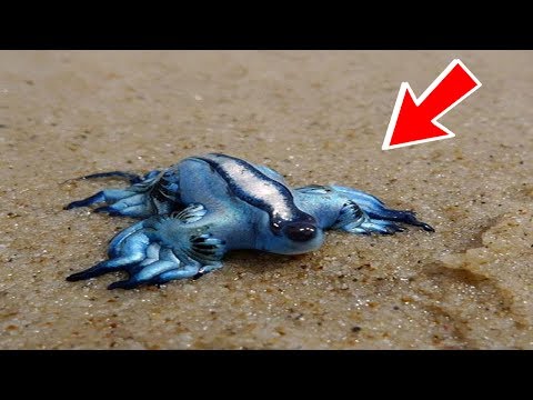 أخطر الحيوانات السامة في العالم