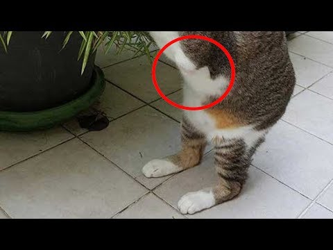 طفله أخذت قطة الى منزلها وعندما رأتها والدتها أغمي عليها وذهبت بسرعة إلى المستشفى