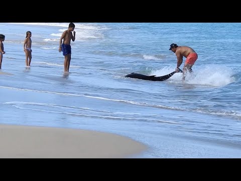 لحظة إنقاذ دولفين صغير على غرناطة