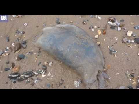 ظهور قنديل البحر في بريطانيا يثير ذعر المصطافين