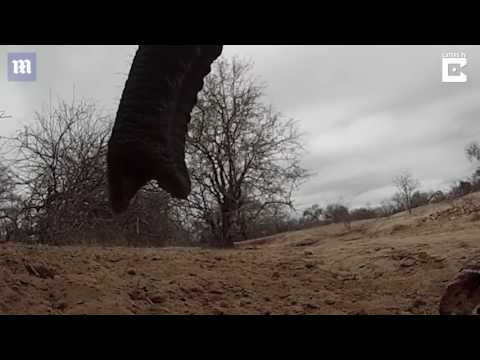 فيل يسرق كاميرا ويسير بها أمتار عدّة