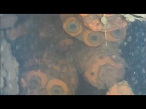 شاهد اكتشاف رواسب نووية ضخمة تحت الماء في فوكوشيما