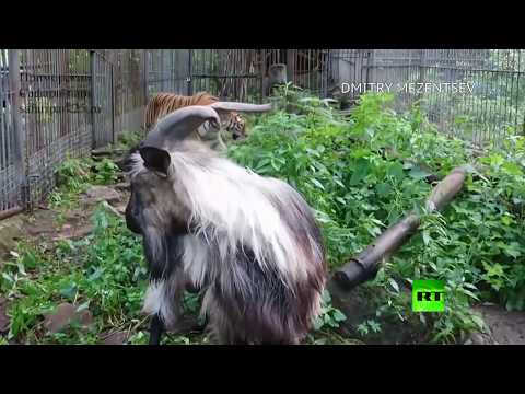 أنثى النمر آسوري والتيس تور أصبحا صديقين