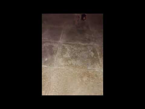 شاب ينجح في علاج قطة مشلولة وإعادة قدرتها على المشي