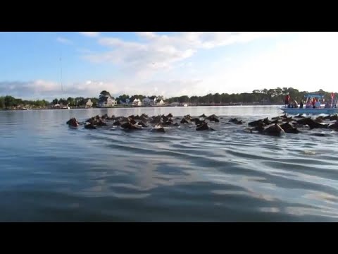 شاهد انطلاق مهرجان سباحة خيول البوني في الولايات المتحده