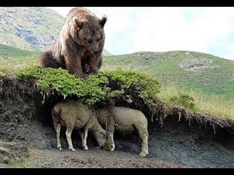 شاهد أكثر 10 حيوانات مفترسة على سطح الأرض