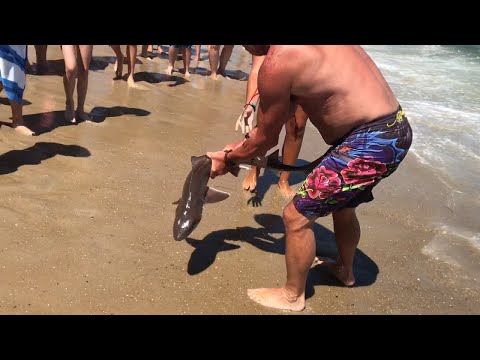 شاهد السيطرة على سمكة قرش صغيرة وإعادتها للمياه