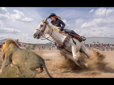 شاهد براعة خيول مدربة بشكل مدهش