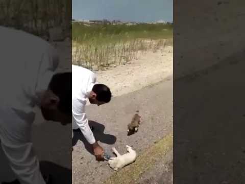 شاهد لحظة إنقاذ رجل لكلاب من الموت بسبب العطش