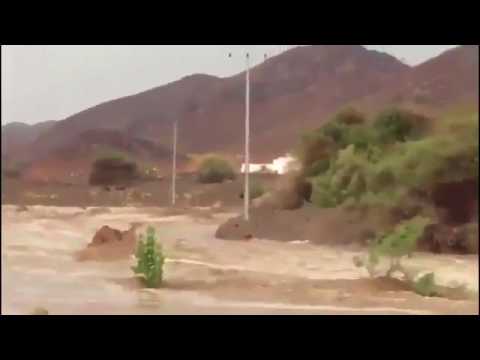 شاهد لحظة جرف السيول لجمل في السعودية