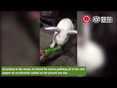 شاهد أرنب يعشق تناول الفلفل الحار يوميا