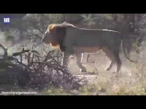 شاهد فيل يتغلب على ثلاثة أسود لحماية مياهه