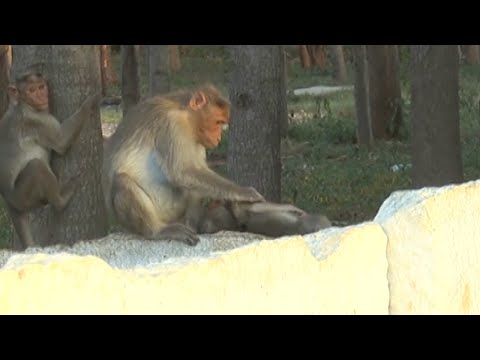 بالفيديو لقطات مؤثرة لأنثى قرد لم تتقبل وفاة صغيرها