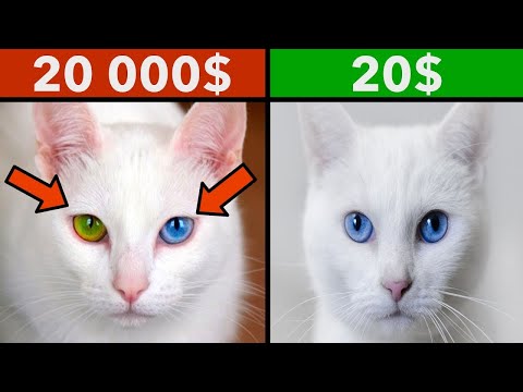 أغلى 9 أنواع من القطط في العالم