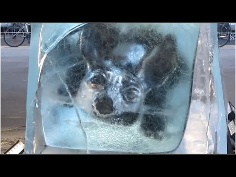 سبعة حيوانات تجمدوا تماما لفترة من الوقت