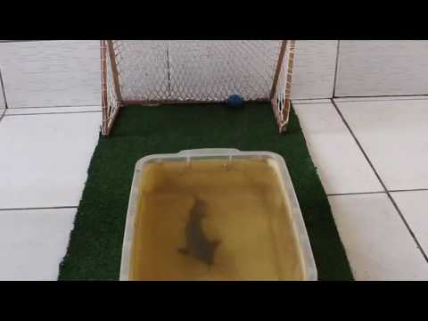 بالفيديو مهارة سمكة صغيرة في كرة القدم