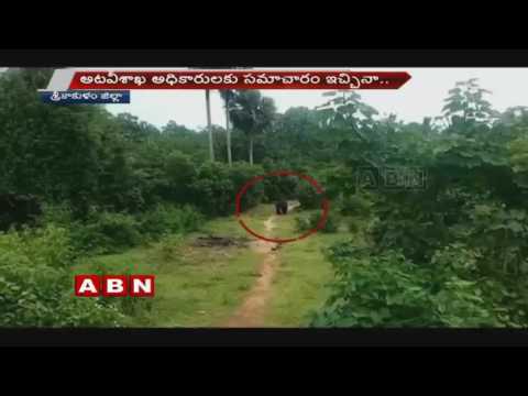 شاهد بعد اقتحام الأفيال إلى قرى الهند جاء الدور على الدببة