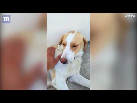 شاهد كلبة تشعل مواقع التواصل بإرضاع قطة