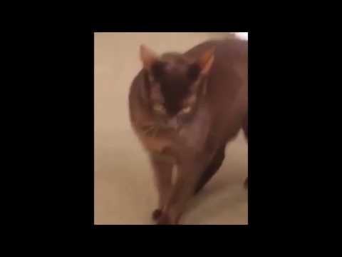 نظرة شيطانية لقط تشعل مواقع التواصل الاجتماعي