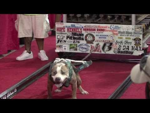 شاهد مسابقة جديدة لأقوى كلاب البيتبول في العالم