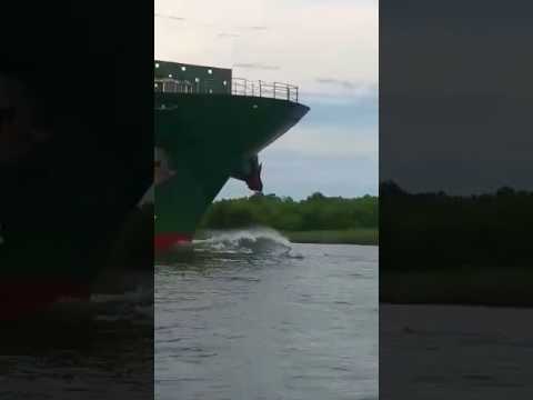 شاهد رصد دولفين نادر باللون الوردي في ولاية لويزيانا