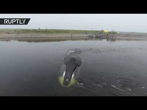 شاهد معاناة حوت صغير