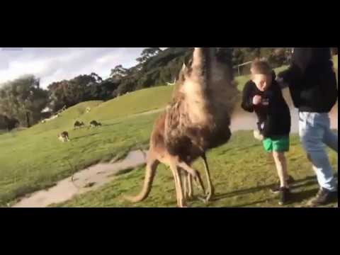 كنغر يلكم طفلا في وجهه
