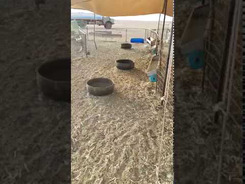 لصوص يسرقون 85 رأس غنم من حظيرة سعودي