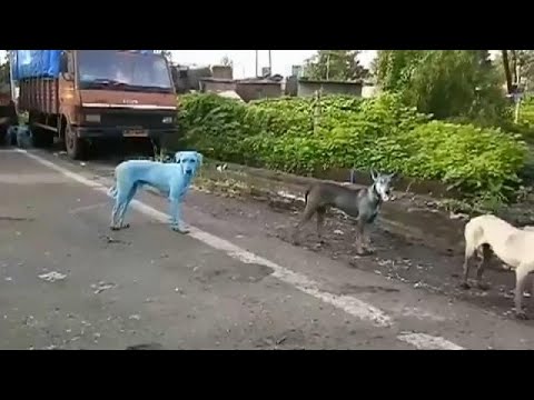 العثور على كلاب زرقاء في شوارع الهند