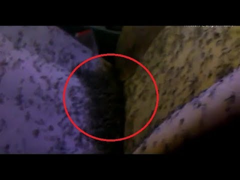 سرب ناموس يسيطر على سيارة رجل