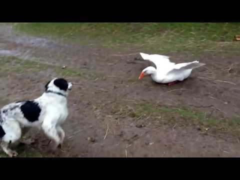 شاهد معركة كوميدية بين بط وكلاب