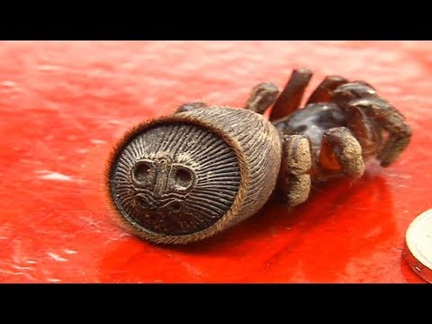 شاهد أكثر 10 حيوانات نادرة للغاية