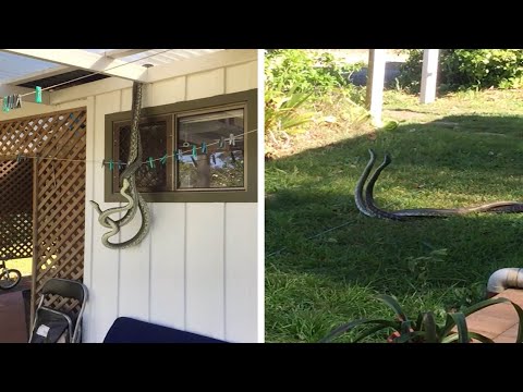 بريطاني يرصد تزاوج ثعابين أمام نافذة مطبخه