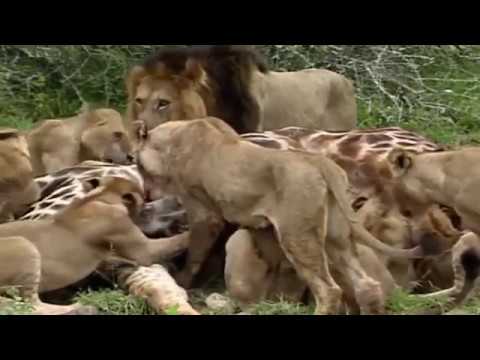 لحظة التهام قطيع من الأسود لزرافة