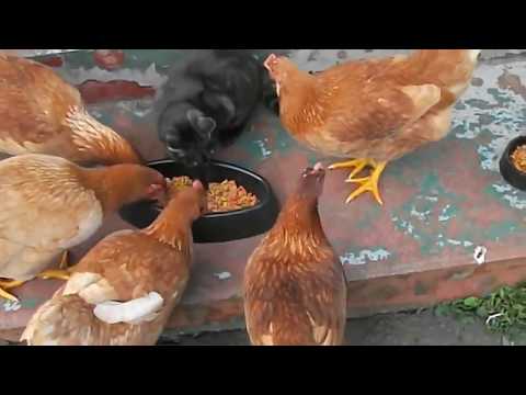 مواقف مضحكة بين الديوك للكلاب والقطط